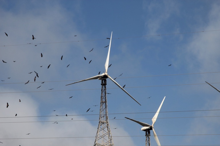 Flock of griffon vultures flying over disused wind turbines on the Tarifa coast